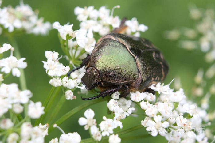 Cetonia 子或玫瑰金龟子甲虫美丽的绿色小虫