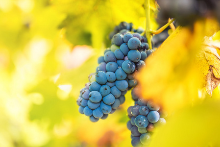 关闭对葡萄园健康红葡萄的细节。秋季景观与成熟的葡萄准备好酒