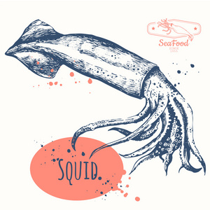 草绘的鱿鱼.手绘的鱿鱼照片