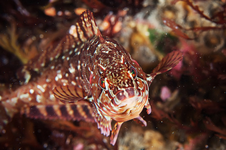 在五彩缤纷的海底阿拉斯加青鱼图片