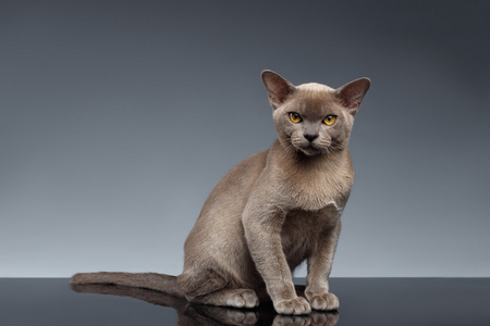 巧克力的缅甸小猫图片