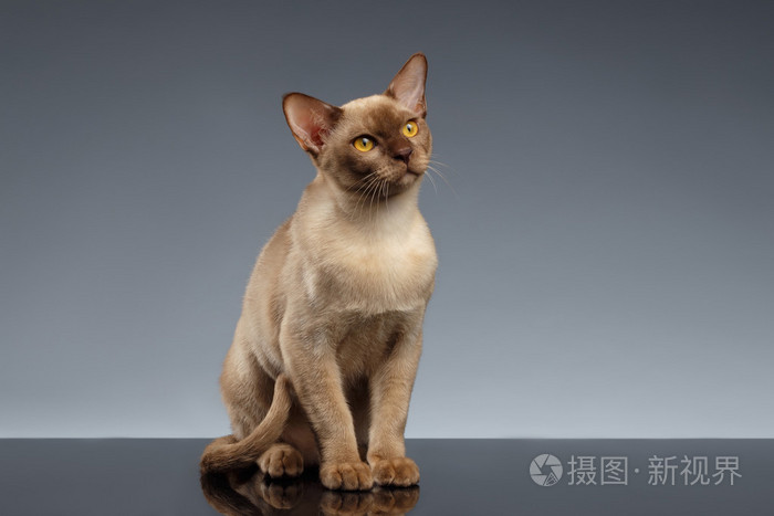 缅甸猫坐看起来在灰色