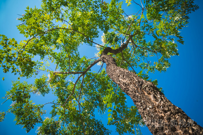 温暖的春天的阳光照耀着高高的山毛榉的树冠