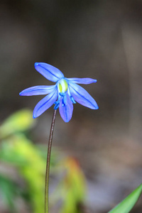 好春天的花朵