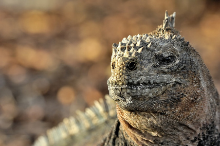 熔岩海洋条目图片