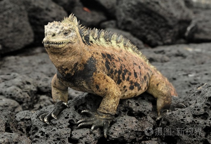 黑色硬熔岩上的海洋鬣蜥