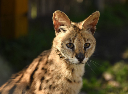 薮猫。薮猫。薮猫 Leptailurus。关闭