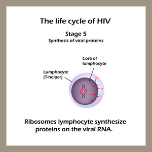艾滋病病毒的生命周期。阶段 5核糖体淋巴细胞细胞合成蛋白质的病毒 Rna。世界艾滋病日