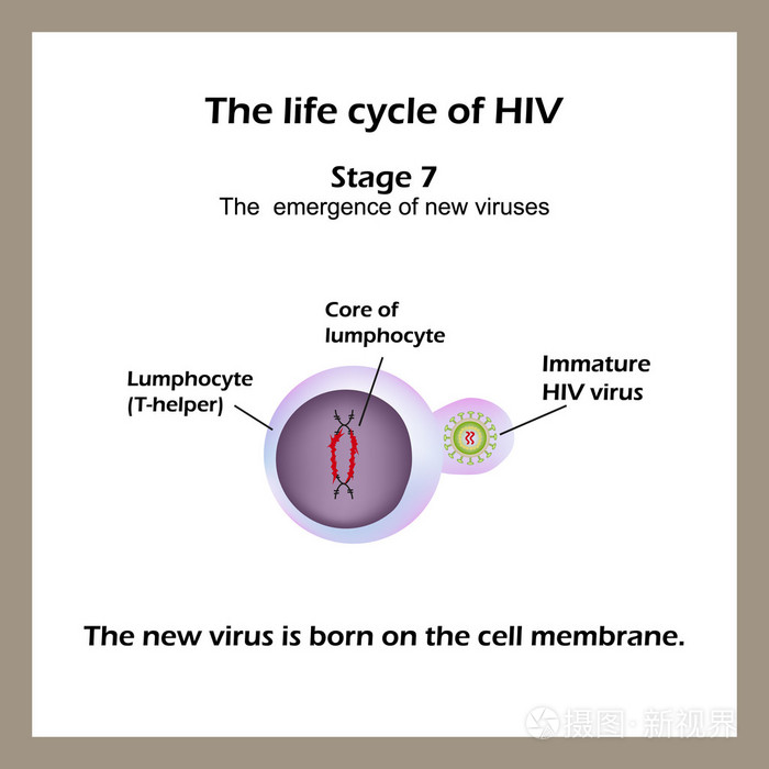 艾滋病病毒的生命周期。阶段 7新病毒是细胞膜上出生的。世界艾滋病日