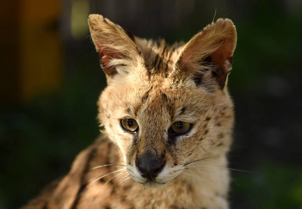 薮猫。薮猫。薮猫 Leptailurus。关闭