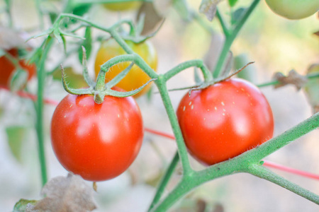 植物在农场的新鲜红番茄