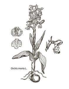 矢量图像的药用植物。详细的植物插图，为您的设计的。兰花