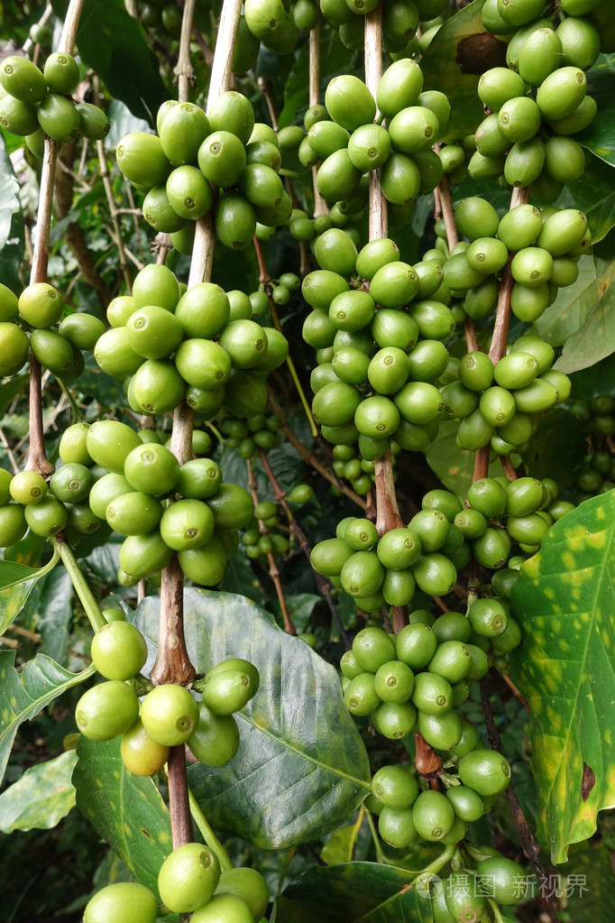 茎绿色咖啡豆