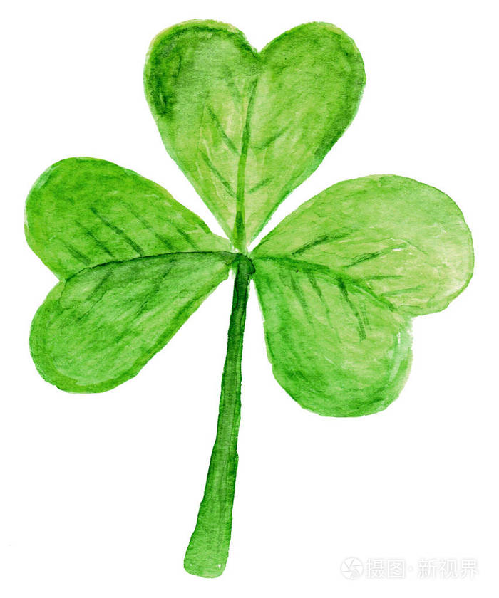 在水彩画中的白色背景上的三叶草