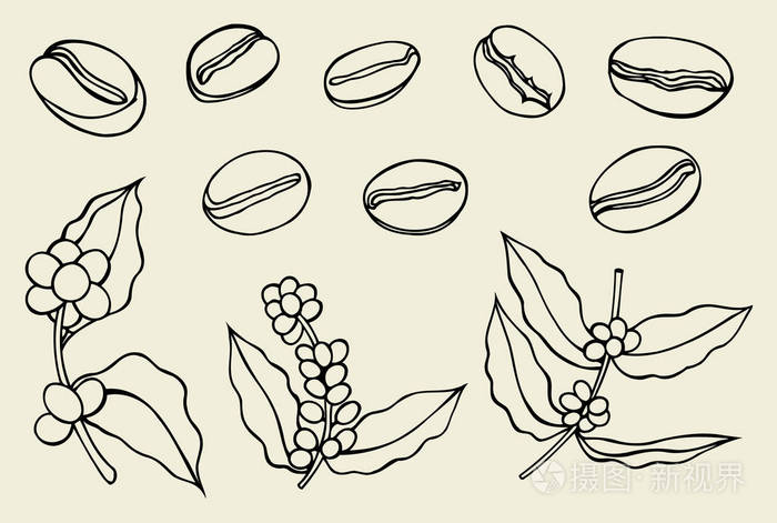 摄图新视界 插画 艺术 咖啡的分支.植株具叶, 浆果, 水果, 种子.eps