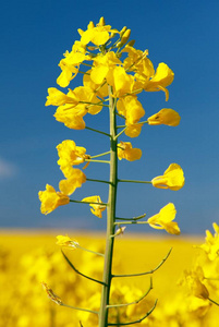 开花油菜籽或菜籽油