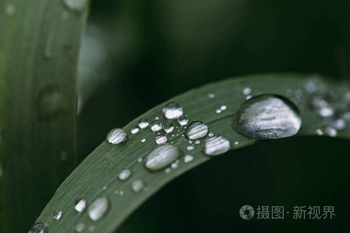 新鲜的绿草 露水滴近 雨后 淡水driops 在青草上 草地上淡淡的晨露照片 正版商用图片0o0nyc 摄图新视界