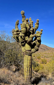 一种非常独特的仙人掌树, 在沙漠和山地环境中生长的短臂。