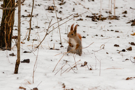 红松鼠站在雪中