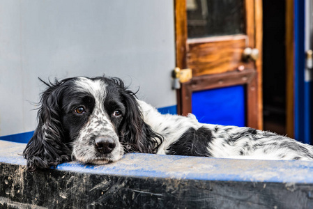 客卡猎犬静止的黑白相间的猎犬照片