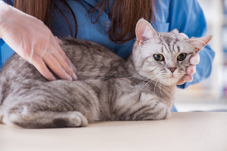 猫在兽医诊所检查