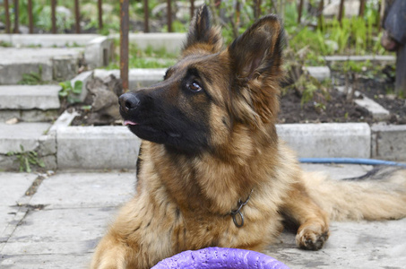 年轻的德国牧羊犬，躺在室外的花园里