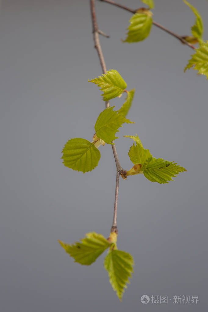 场浅景深照片-正版商用图片0o0rvi-摄图新视界