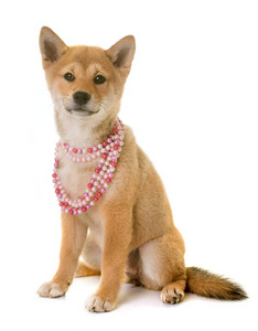 小狗 shiba inu