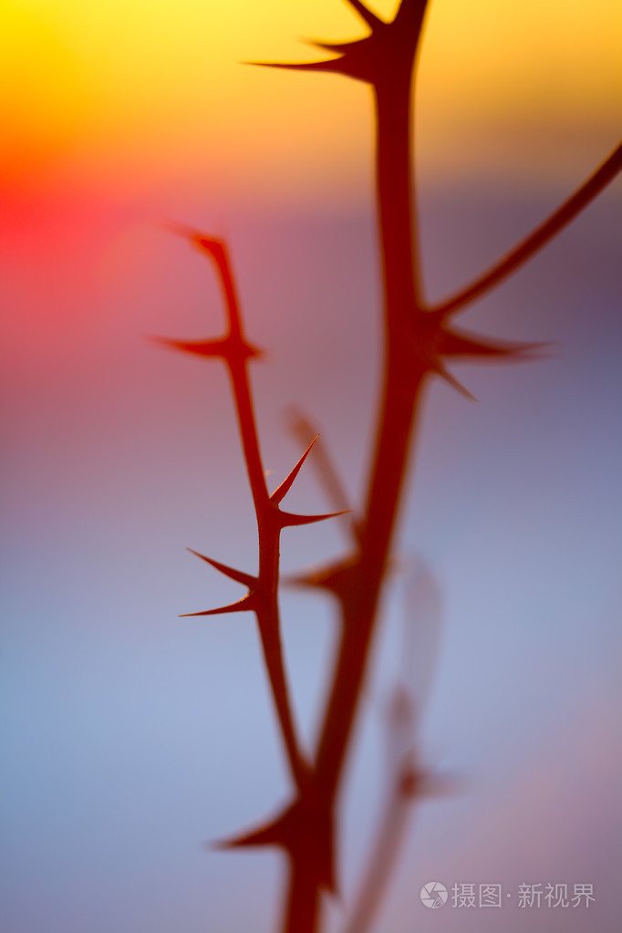 抽象的剪影穗状花序在日落