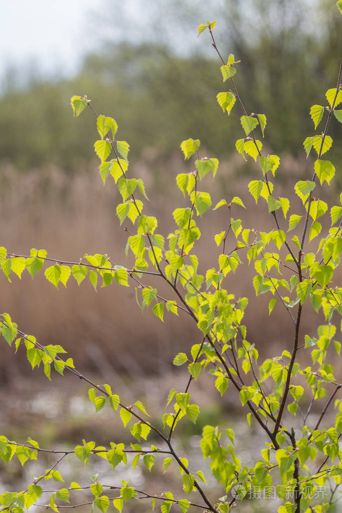 场浅景深照片-正版商用图片0o0twk-摄图新视界
