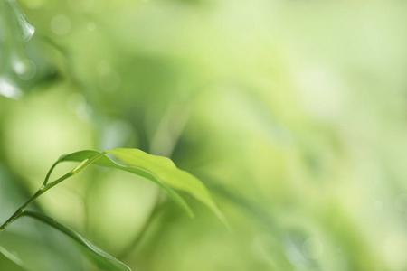 绿色的植物背景模糊