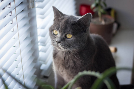 躺在窗户附近的灰色英国猫