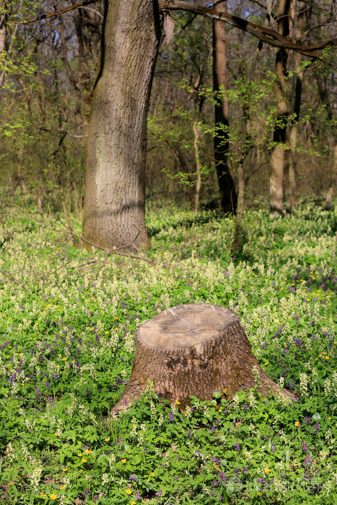 在森林里的老木树桩