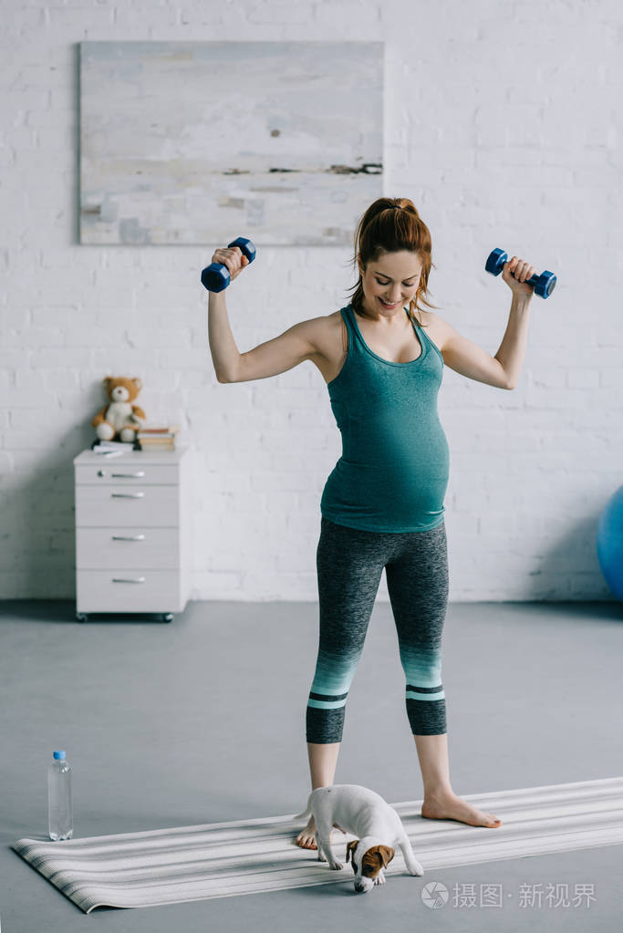 运动的孕妇在客厅锻炼哑铃看着杰克罗素梗小狗