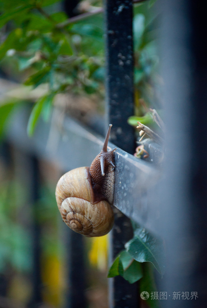 蜗牛爬上篱笆