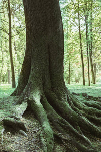 硒色调森林中的大树根图片