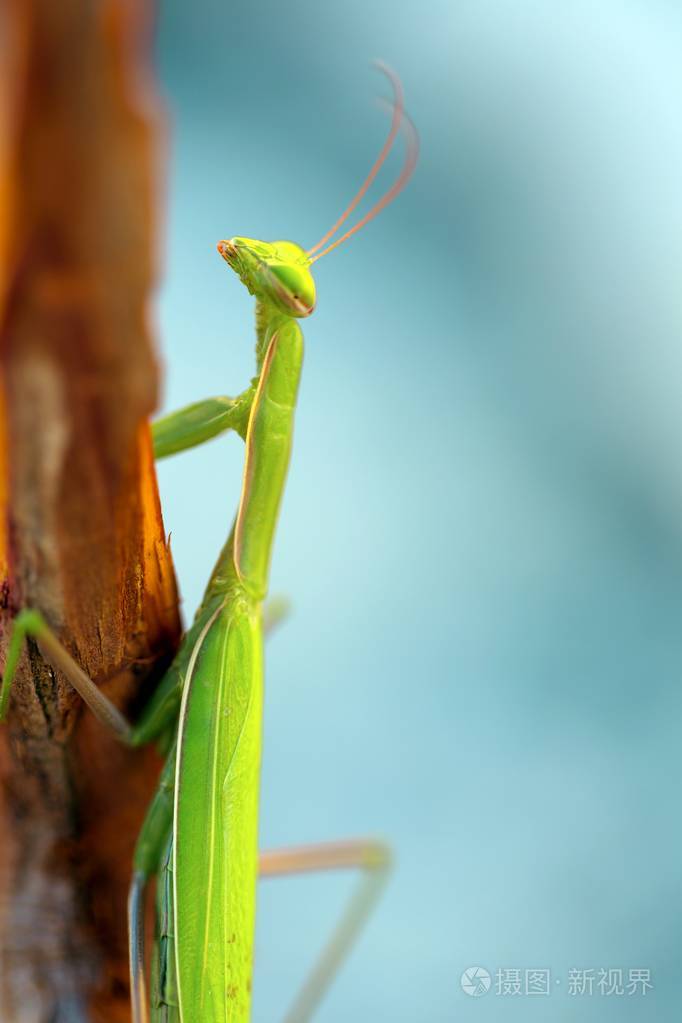 绿螳螂