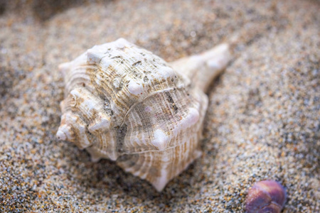 沙子上的贝壳形象