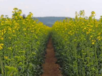 油菜籽地里的油菜花.一个油厂的种植园.生产生物燃料.耕地业务照片