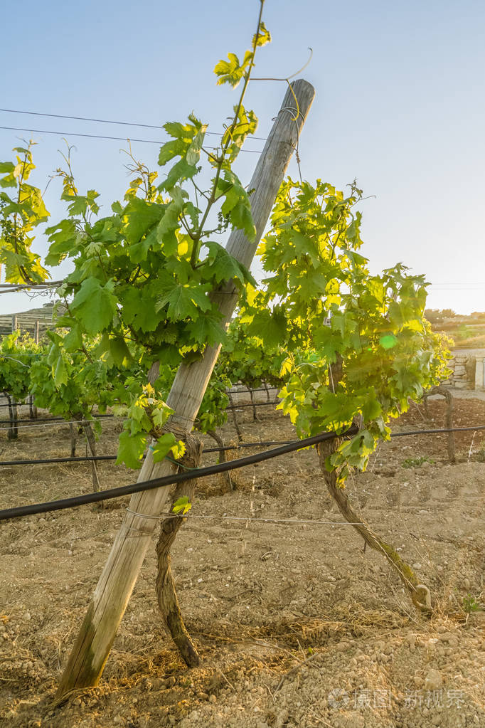 小葡萄树与蓝天观