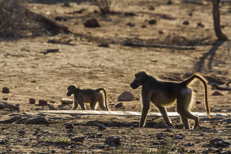 南非狒狒在南非克鲁格国家公园