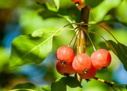 海棠和野苹果.苹果属物种的小落叶苹果乔木或灌木蔷薇照片