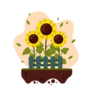 在花园里生长着木栅栏的向日葵卡通片.夏日农业平面式矢量插画照片