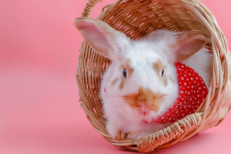 粉红色背景的可爱的兔子孤立