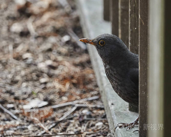 鸫merula普通黑鸟