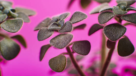 紫色背景下盆栽多汁仙人掌特写