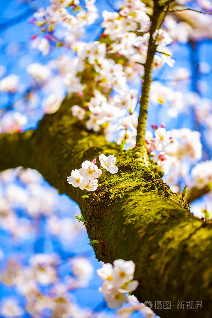 美丽的樱花樱花在春天的时间上空上空樱花盛开