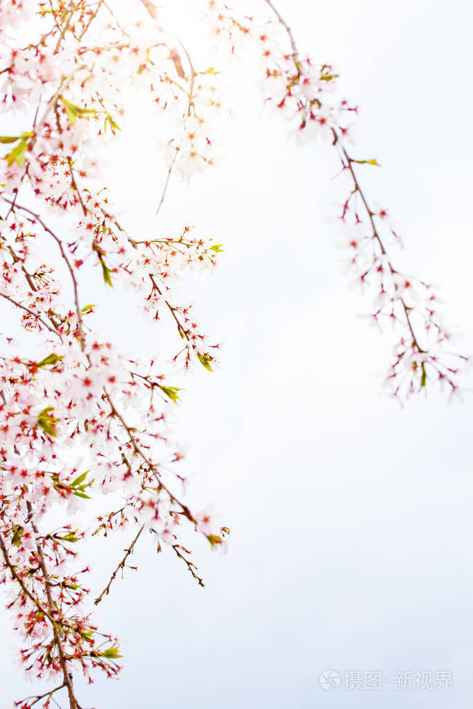 美丽的樱花樱花在春天的时间上空上空。樱花盛开