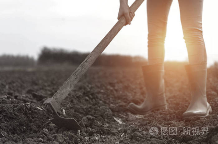 在阳光明媚的日子里在田野里干活的女农夫锄耕肥沃的土壤