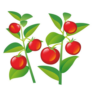 树枝上的西红柿。手绘平面矢量图集